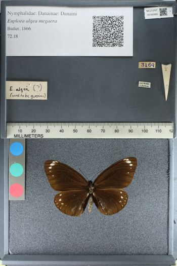 Media type: image;   Entomology 160985